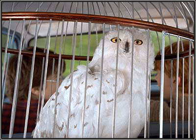 Die Schneeeule Hedwig im blauen Ford Anglia - Szene aus dem zweiten Film